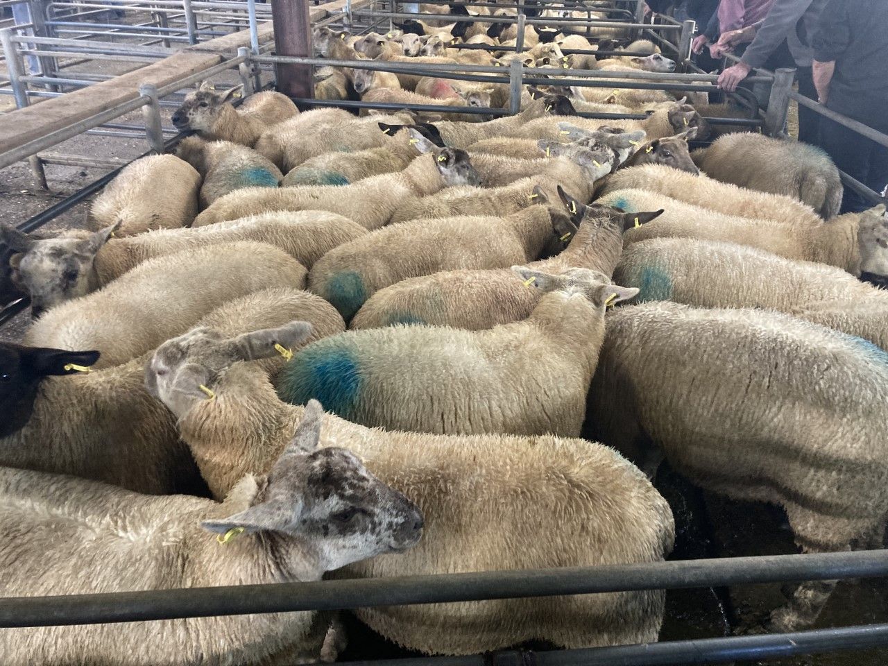 Factory lamb prices 'well up' at marts throughout the week