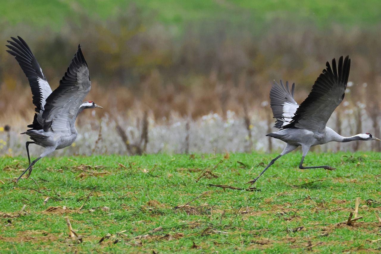Rare common crane chick confirmed on rewetted peatlands