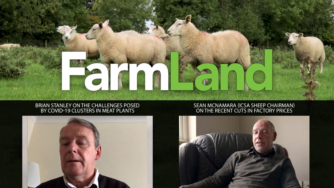 This week's FarmLand: Meat plant Covid-19 clusters and shorn sheep prices...