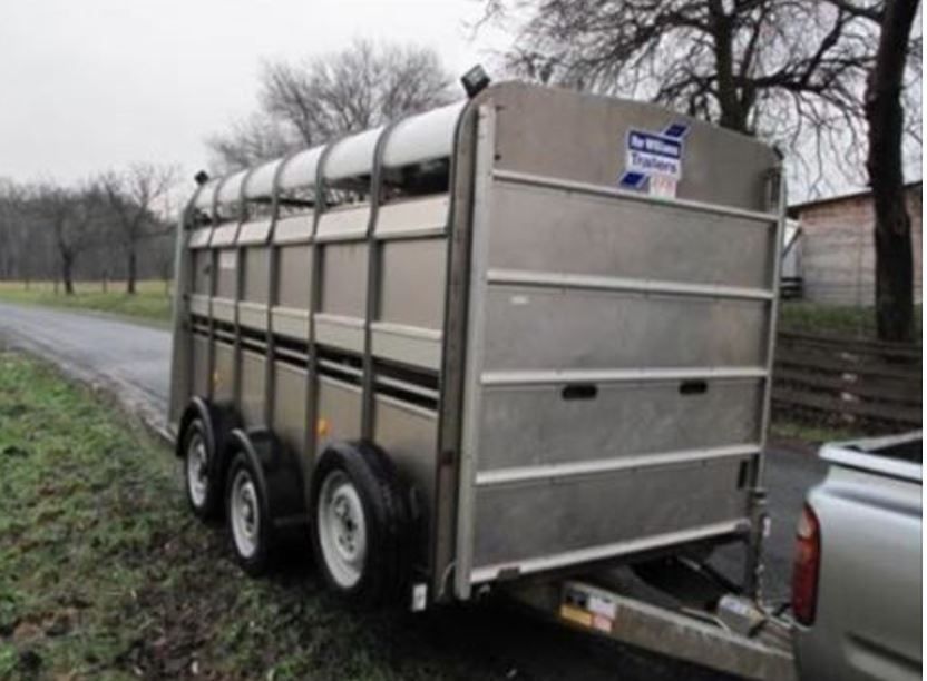 Video: Cattle attempt 'great escape' from trailer