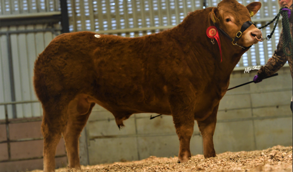 Irish Limousin Cattle Society seeks breed secretary