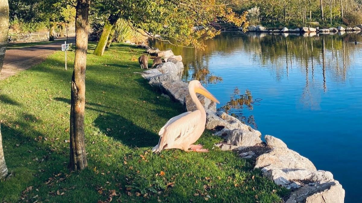 Fota Wildlife Park closed due to suspect bird flu cases