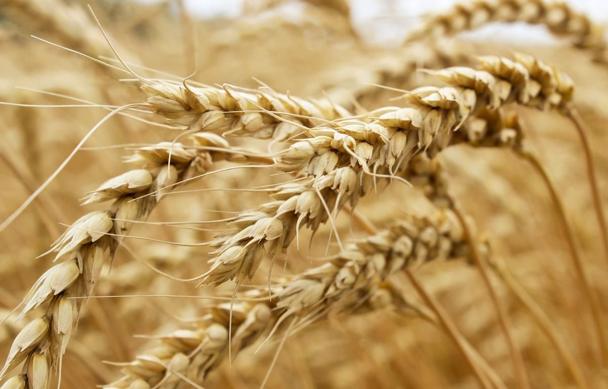 EU to become the largest producer of wheat by 2032