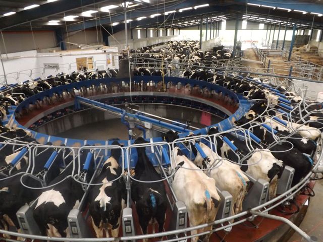 World milk production jumped by 850,000t in first 5 months of 2015
