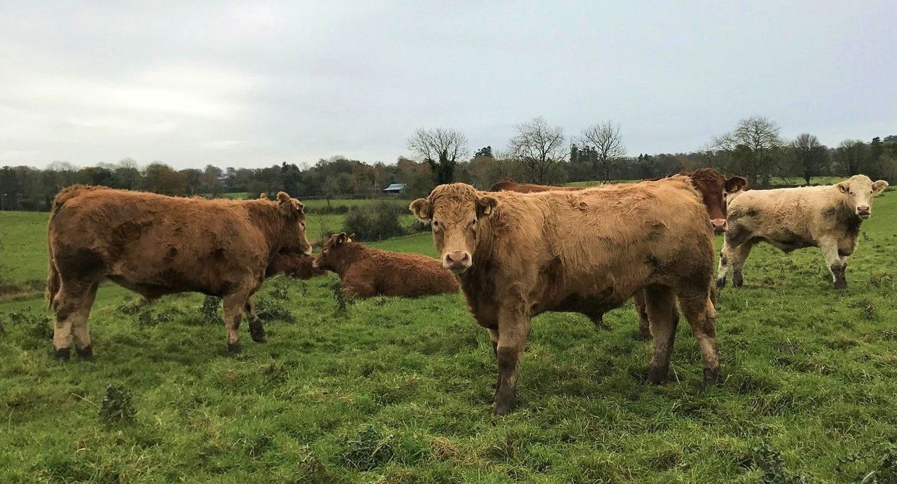 Beef focus: Bringing all calves to slaughter on midlands suckler farm