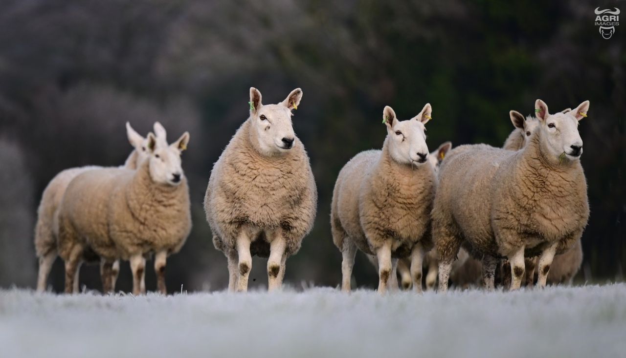 Richardsons’ commercial sheep flock for auction at Ballymena