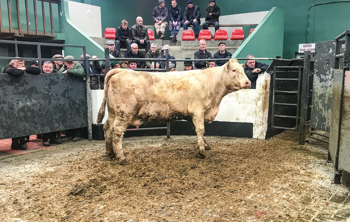 Mart trade: Cow price improvement in some marts