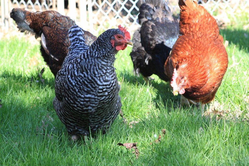 Poultry sector's response to bird flu avoided losses