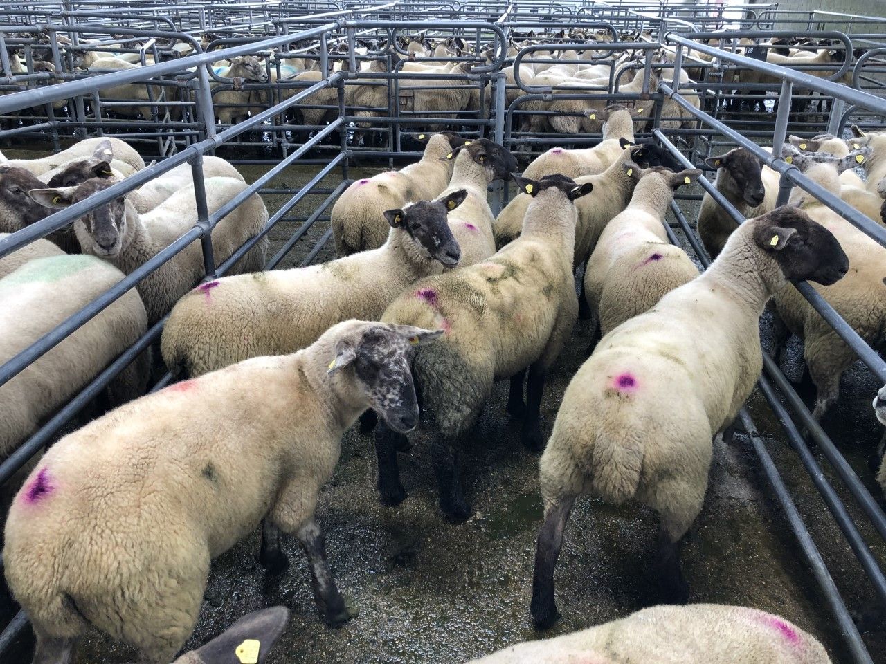 Breeding sales: Strong demand for hoggets