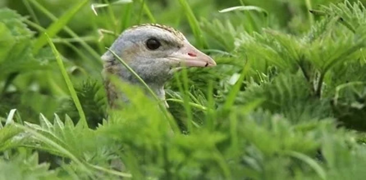 '35% increase' in corncrake numbers in last 5 years - minister
