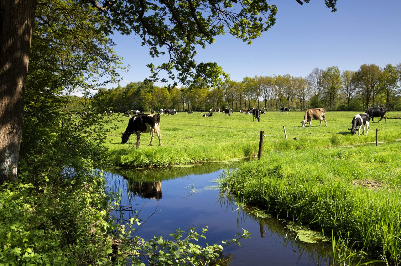 Dutch cite decision for Ireland in bid to secure its own derogation