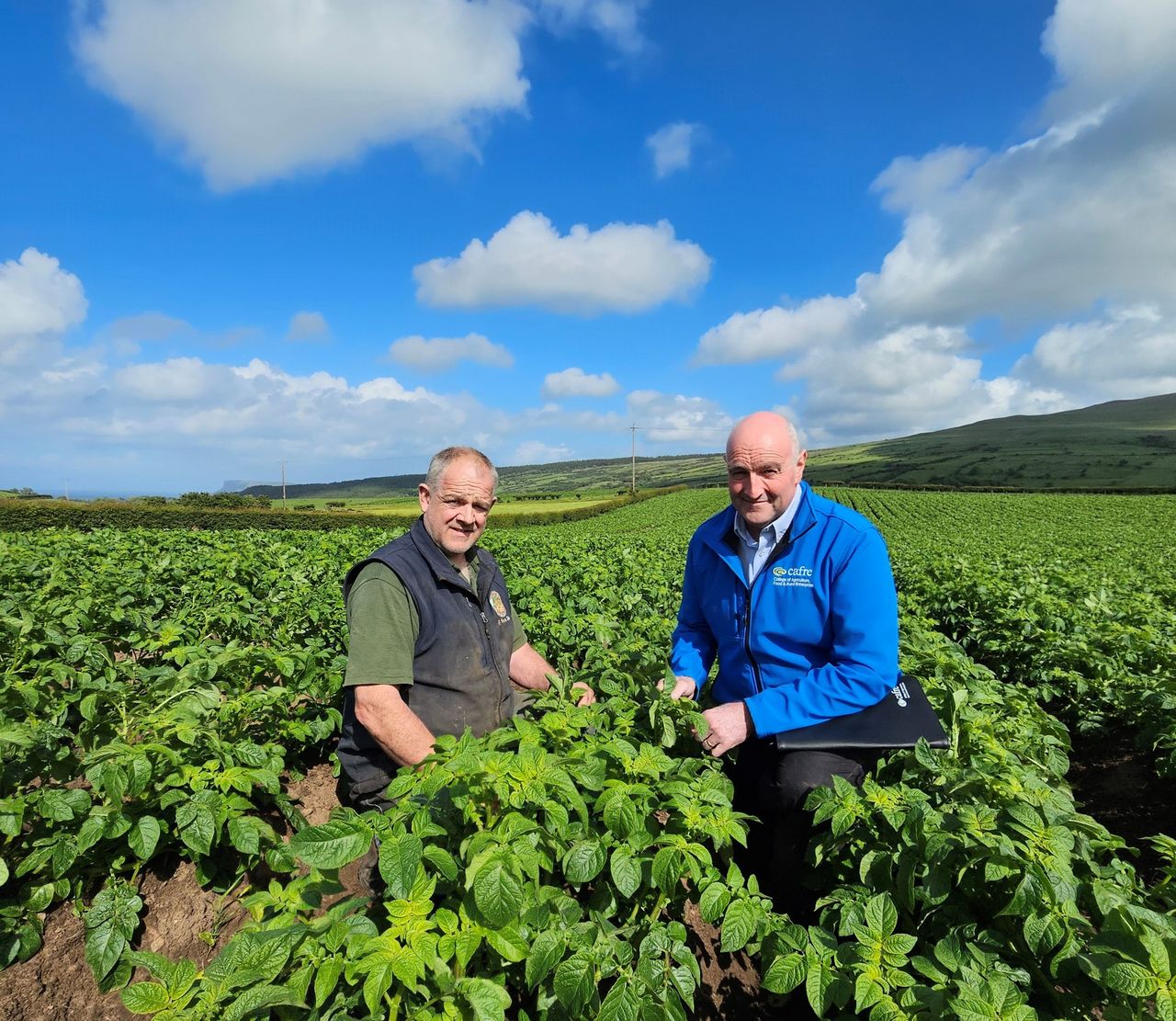 CAFRE to host blight workshops to help growers with control strategies