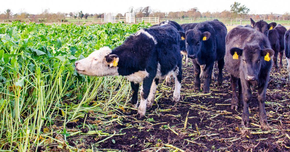 Poll results: 46% of tillage farmers to sow forage crops for livestock