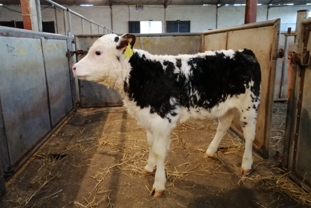Mart report: Strong calf trade in Thurles as season draws towards close