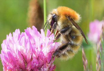 Video: 'I try and manage the hedges to help the pollinators'