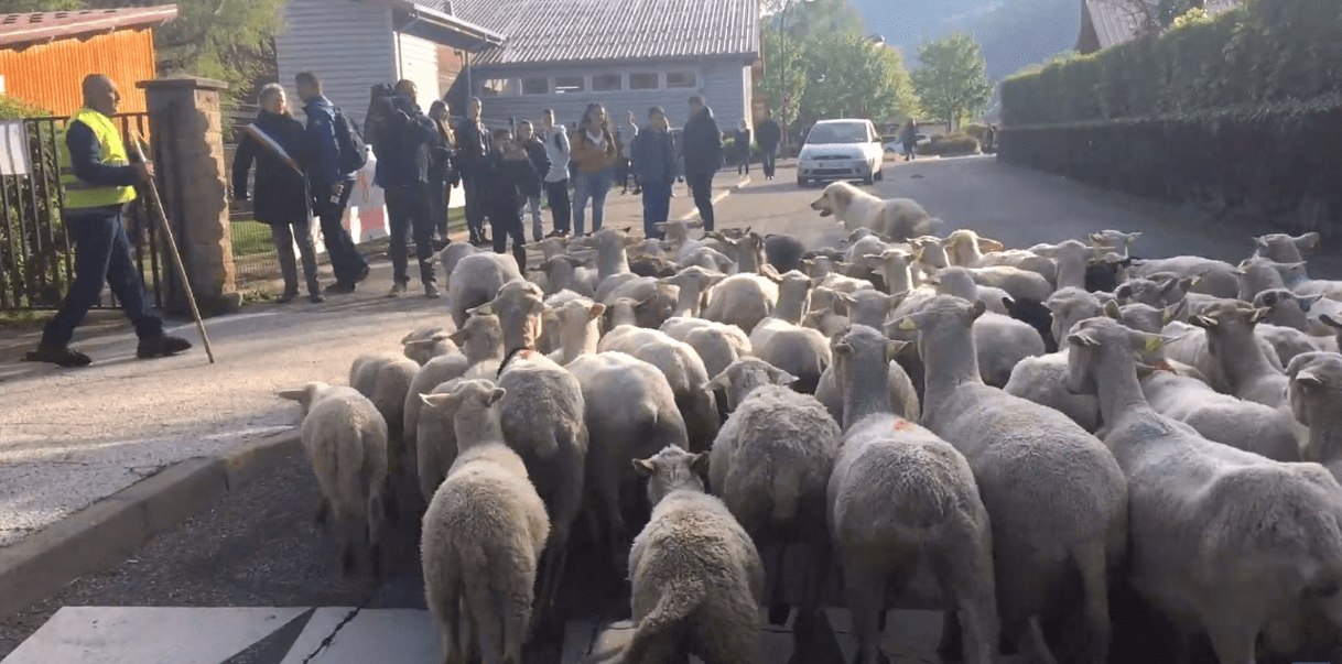 French school enrolls sheep in final effort to 'boost numbers'