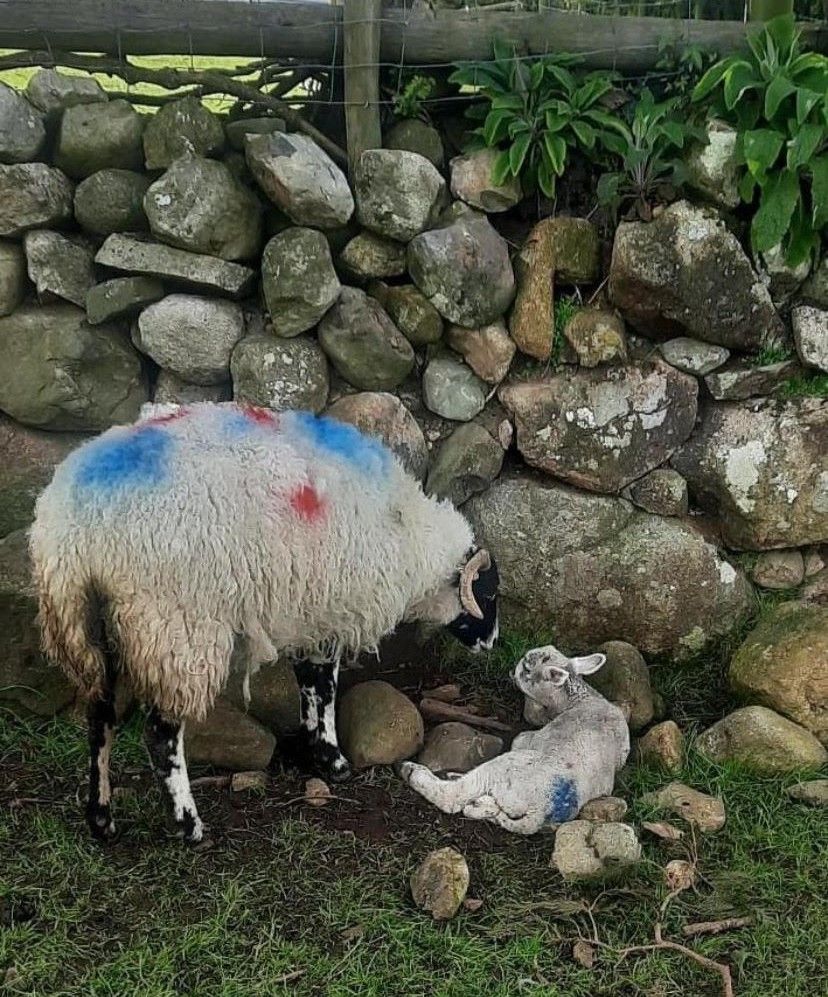 Compensation for dog attacks on livestock 'a civil matter' - minister