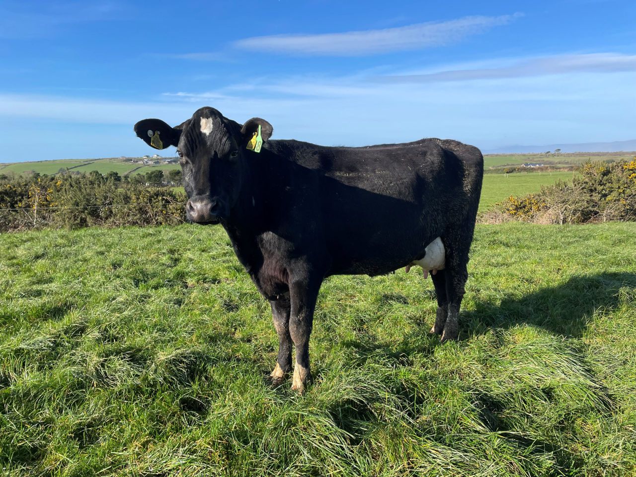 Top Waterford dairy herd dispersal sale breaks record