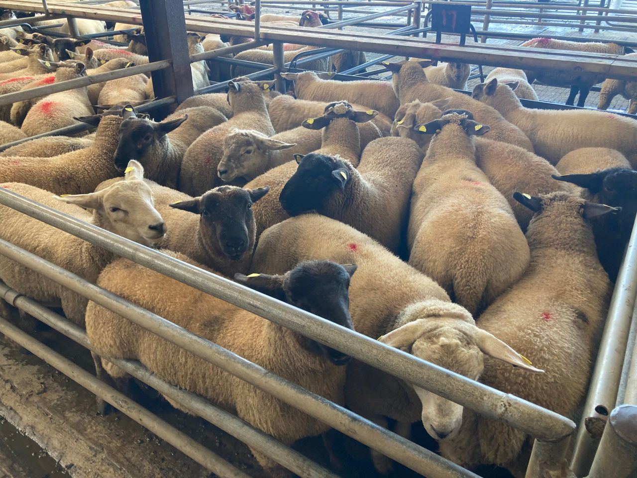 Spring lambs at marts: Strong demand and steady prices
