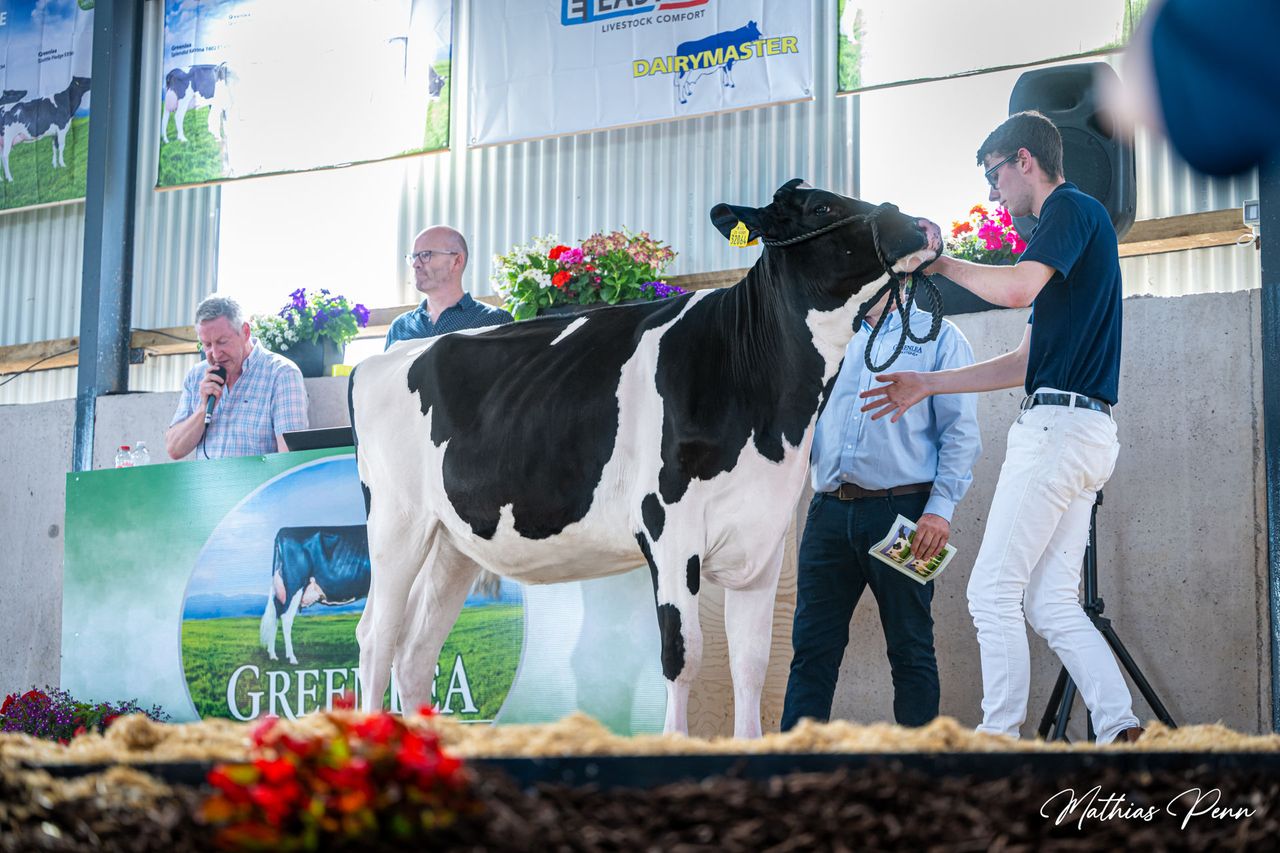 In-calf heifer sells for 12,000gns at Greenlea open day sale