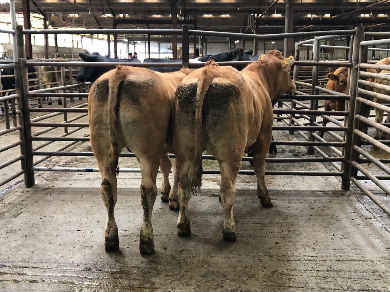 Pics and prices: Heifers and bullocks at Enniscorthy Mart