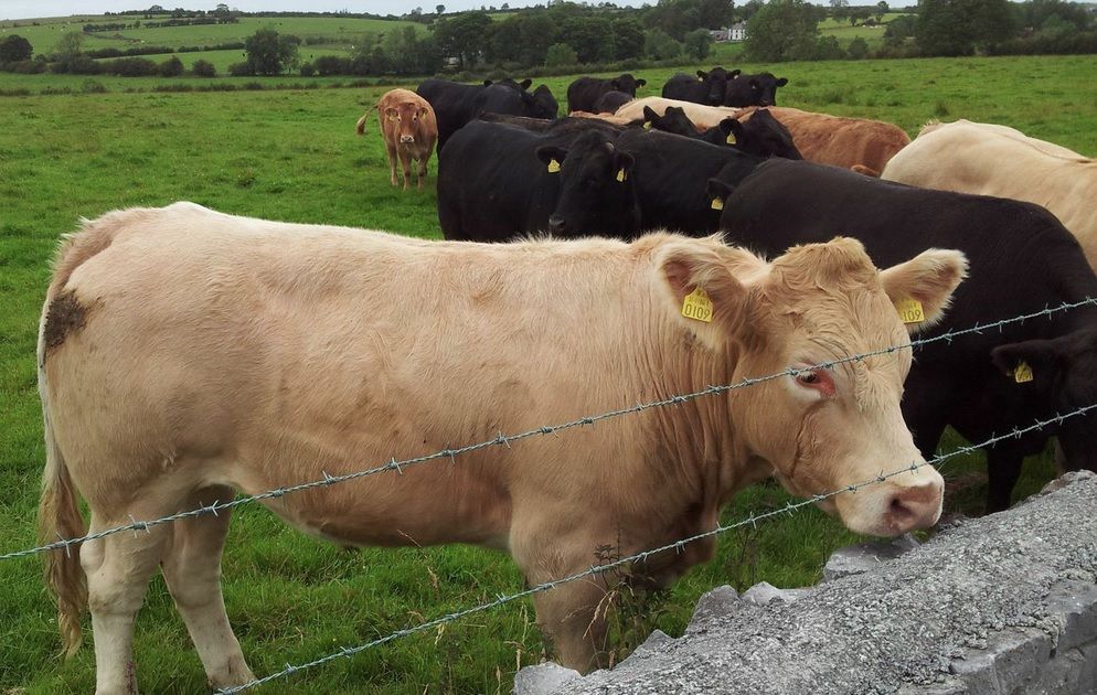 Weekly beef kill remains under 30,000
