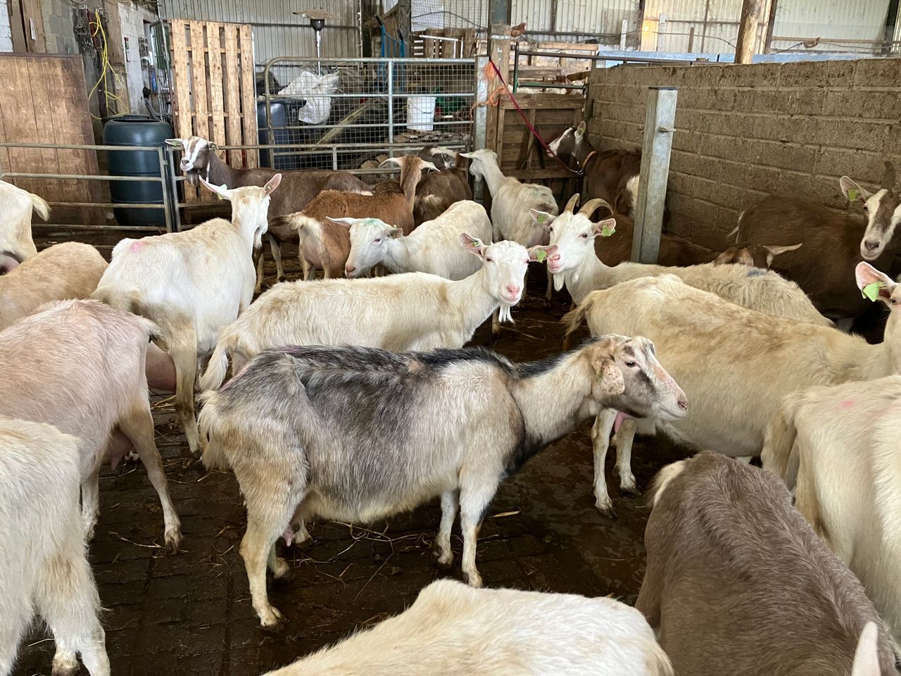 DAFM breaks down number of goat herds per county