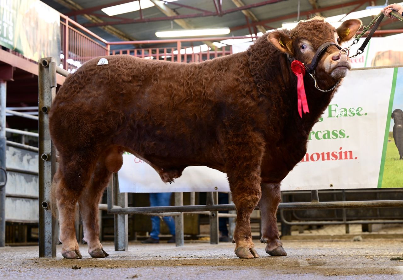 Westmeath breeders take top price at Athenry Limousin sale