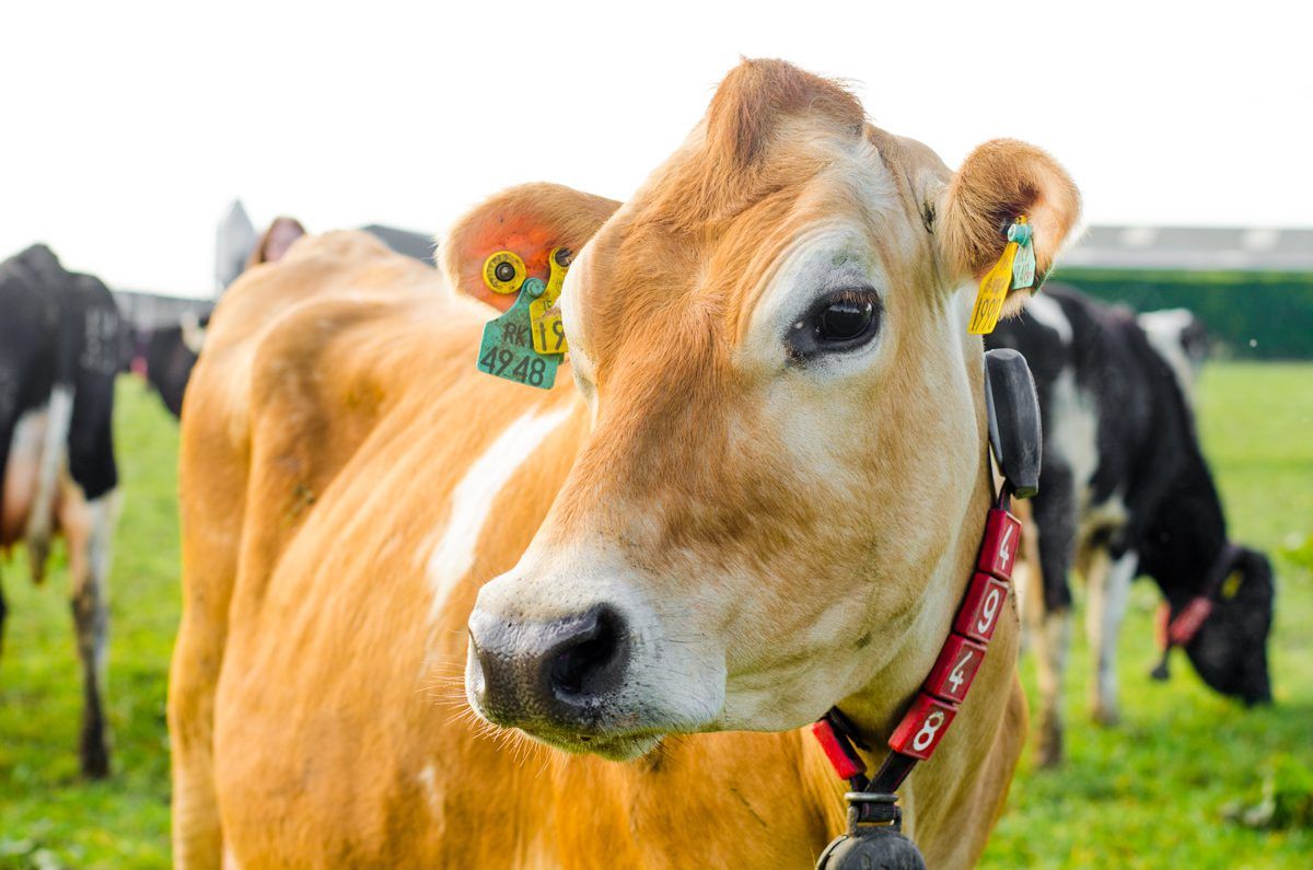 Chinese dairy imports to increase by 20% in 2017
