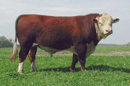 Irish Hereford Prime celebrates 20-year anniversary