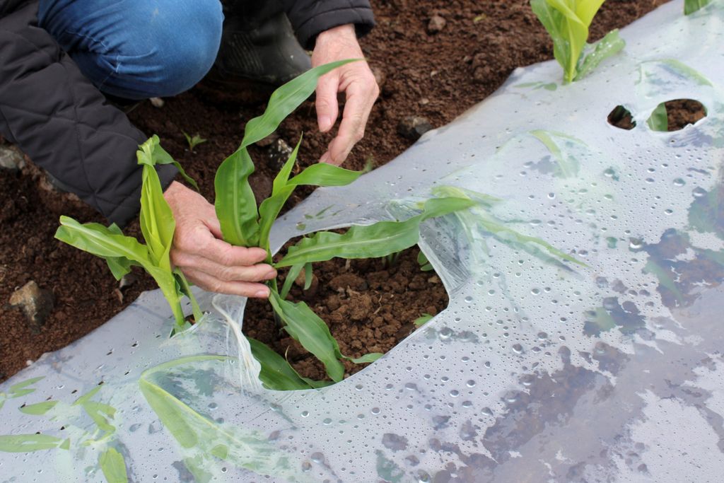 Maize pants have secured very high levels of growth under plastic over recent weeks. The biodegradable film will start to disintegrate over the coming days