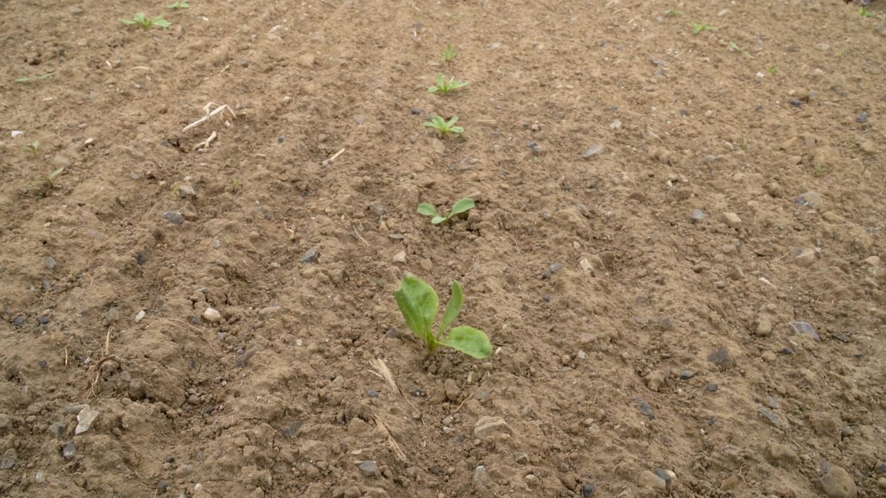 CROPS WATCH: Beet struggling to take off...weed control essential