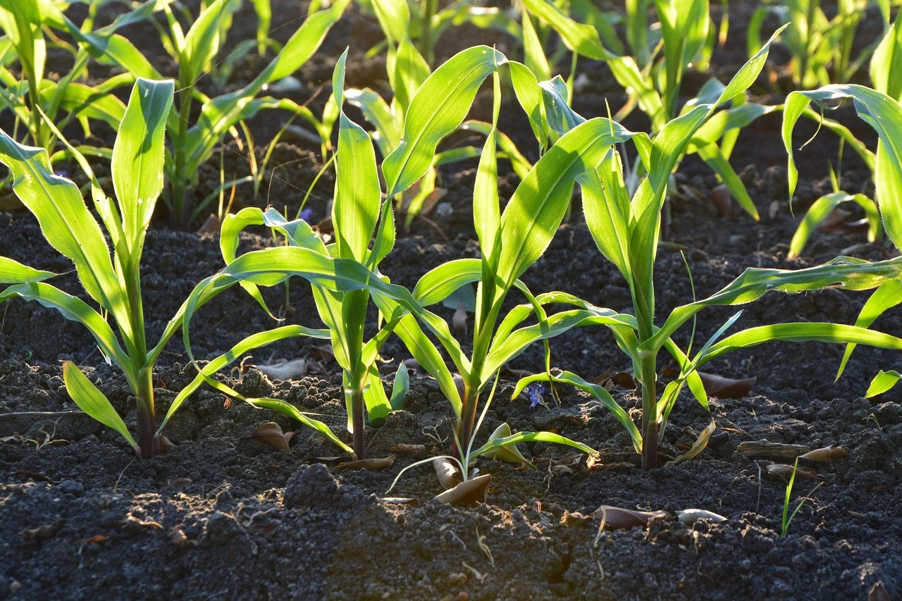 Biocontrols 'could lead to new food protection era'