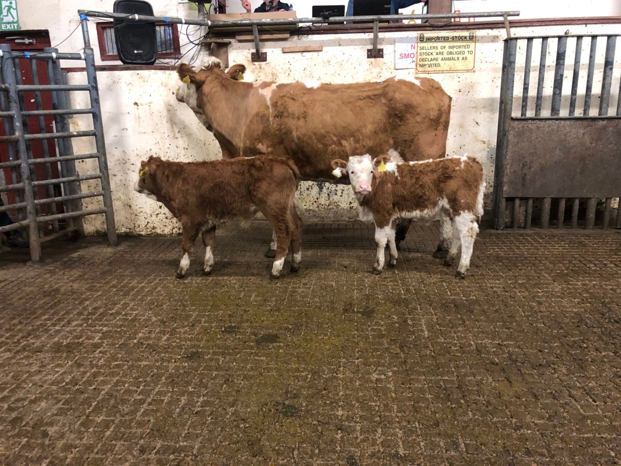 Special suckler sale draws the crowd at Carrigallen Mart
