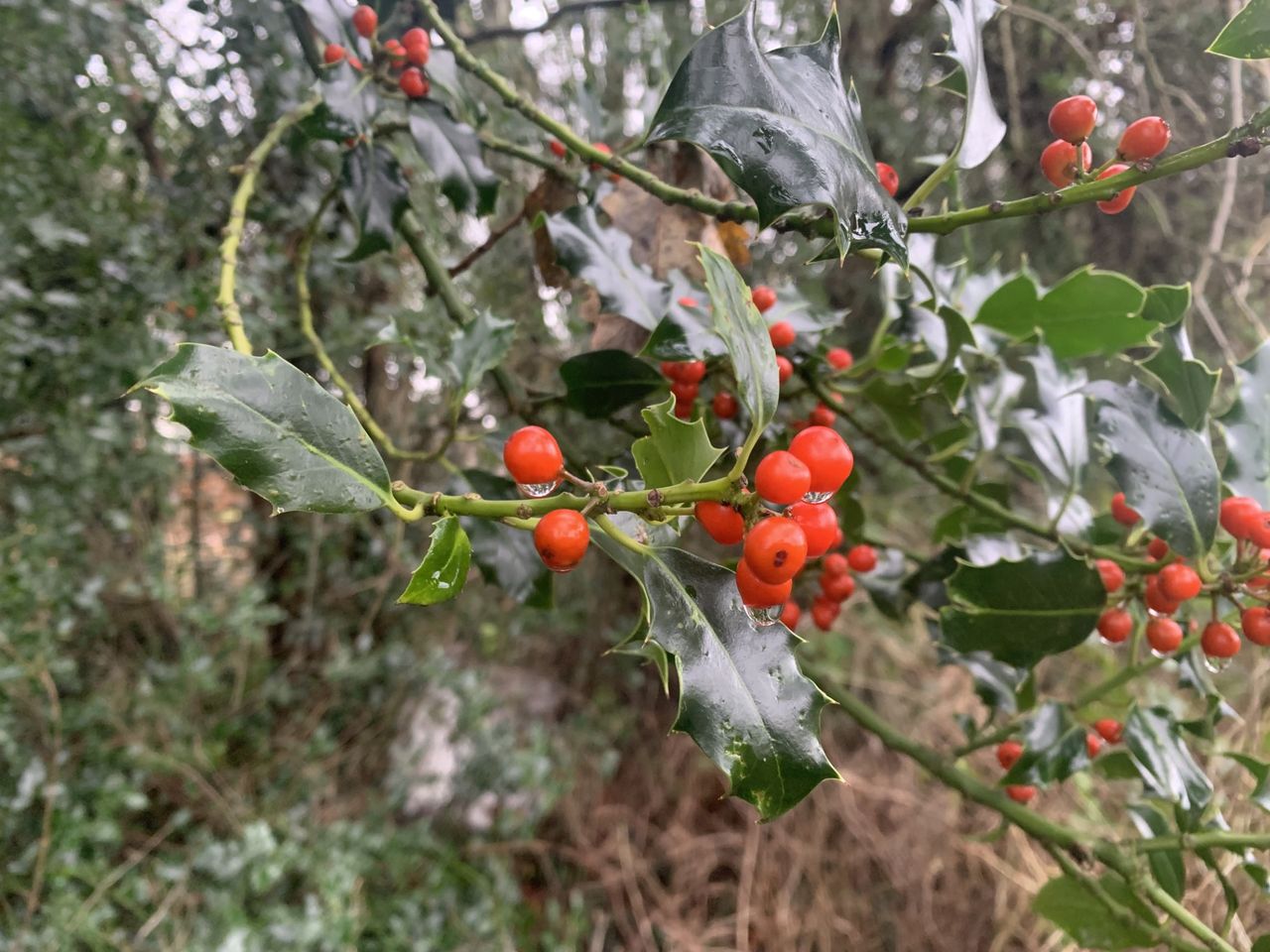 Reflection: Holly - the first sign of Christmas