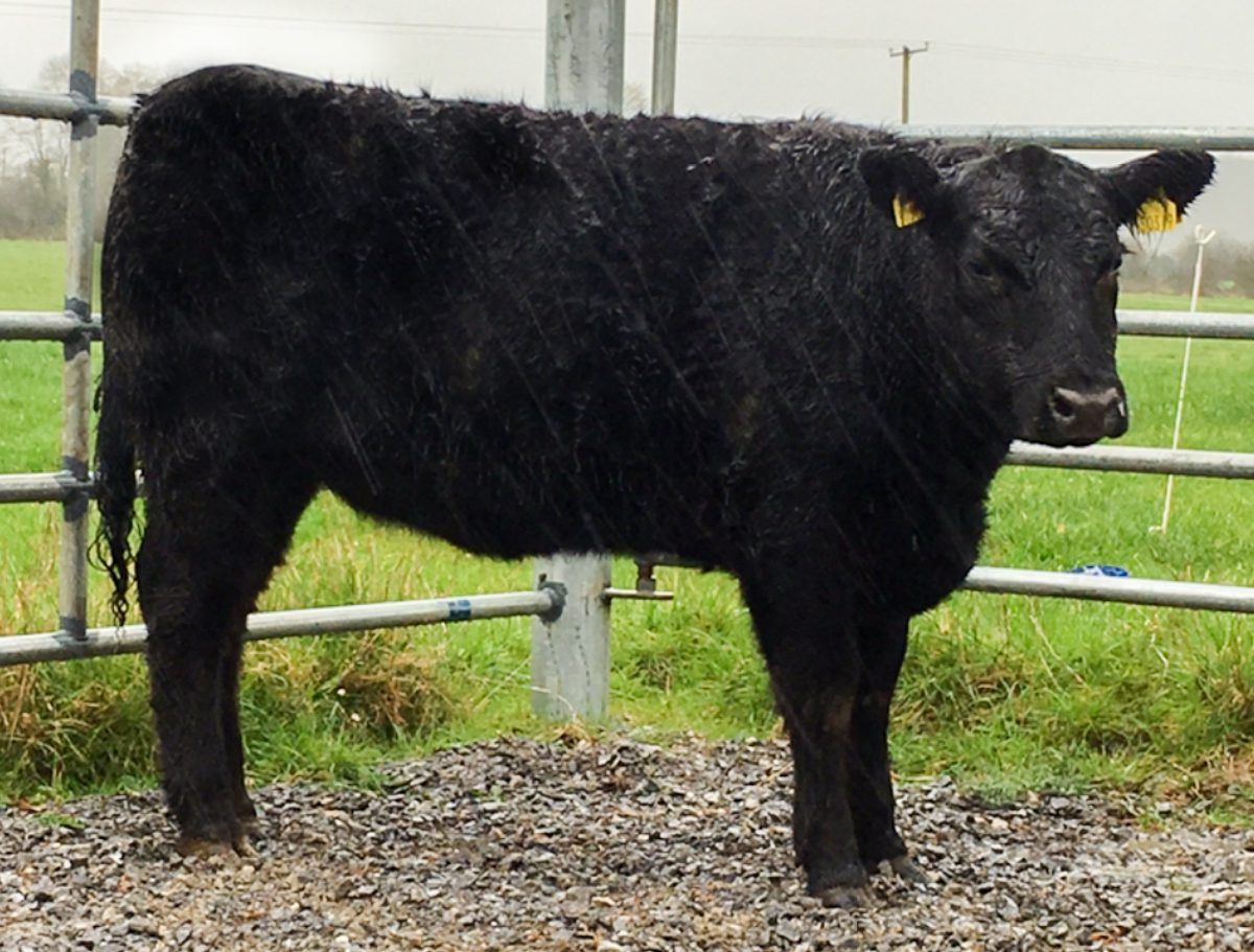 Pedigree Angus heifer up for grabs in AgSoc Grand Raffle