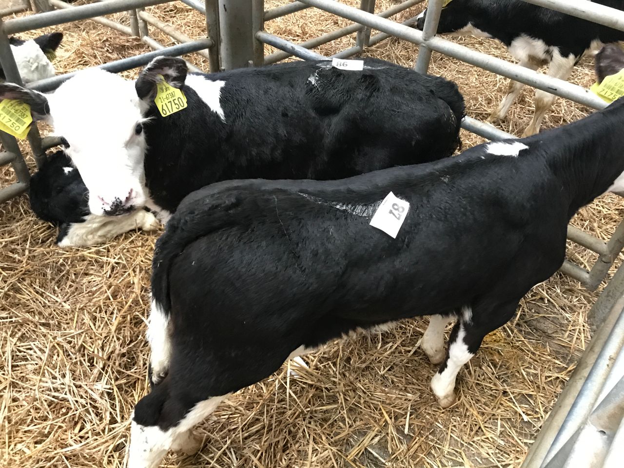 Hereford and Angus crosses will make a very profitable calf-to-beef contribution