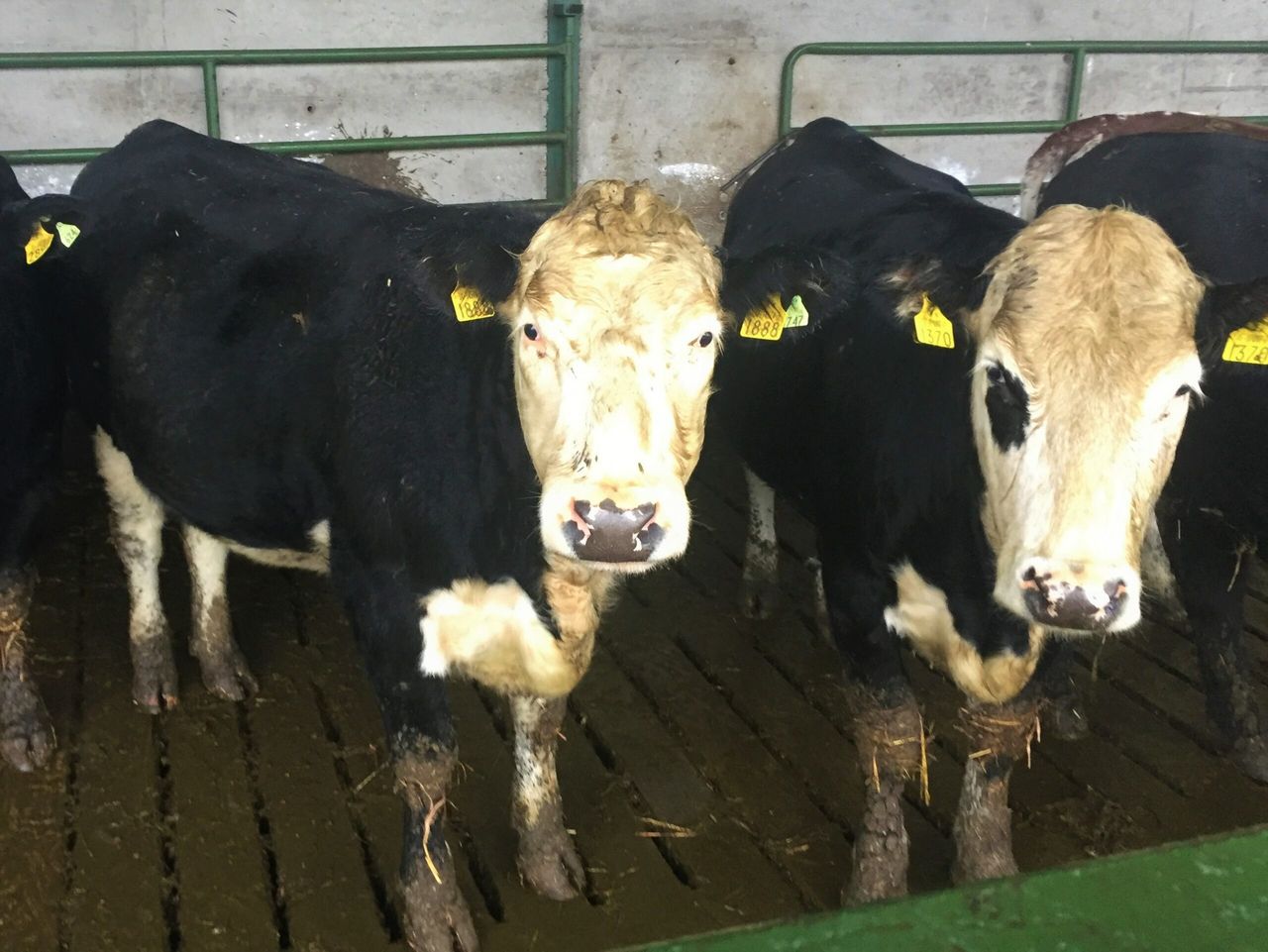 Farmers 'vote with their feet' on beef sires