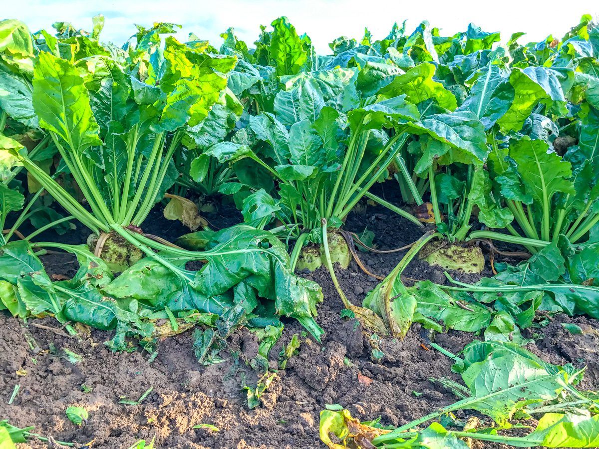 BEET Ireland gets backing of Athy councillors