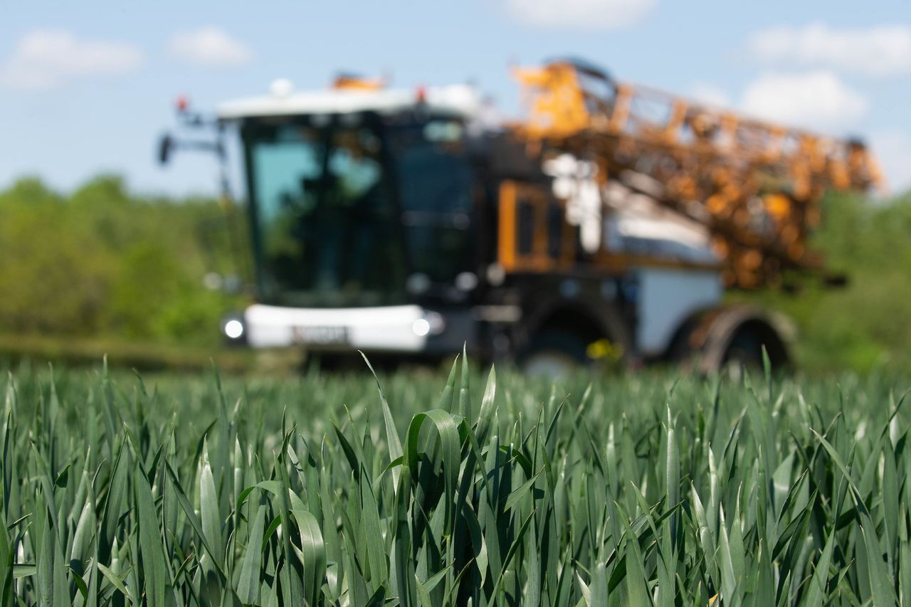 Septoria pressure increasing for growers
