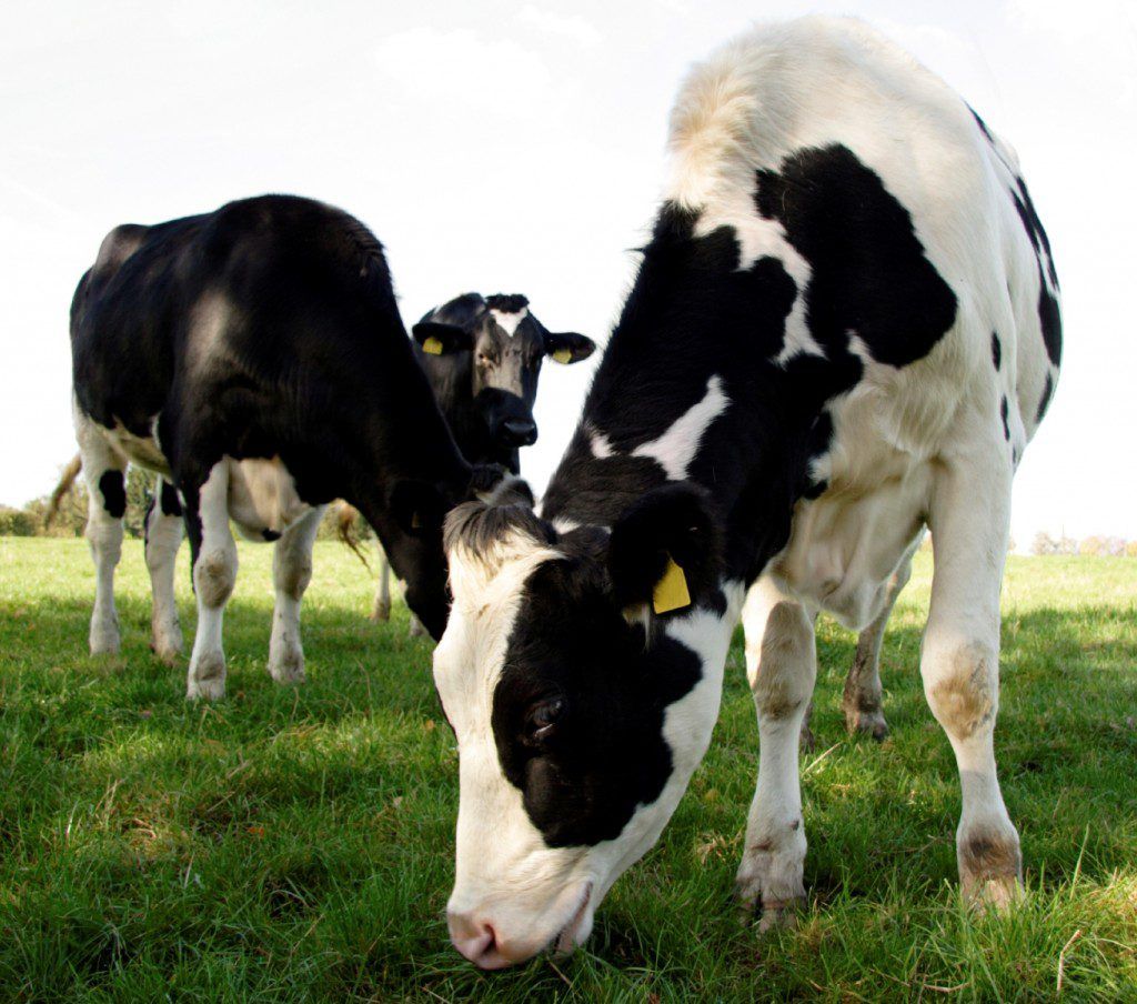 Letter to the editor: No protest if a cull would reduce 'greater suffering'