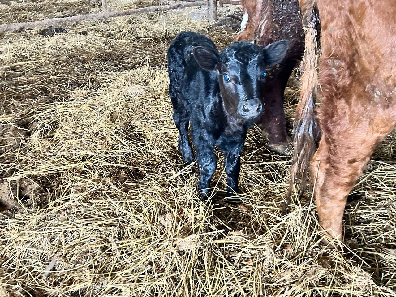 Tiny Dexter calf born on Clare TD's farm