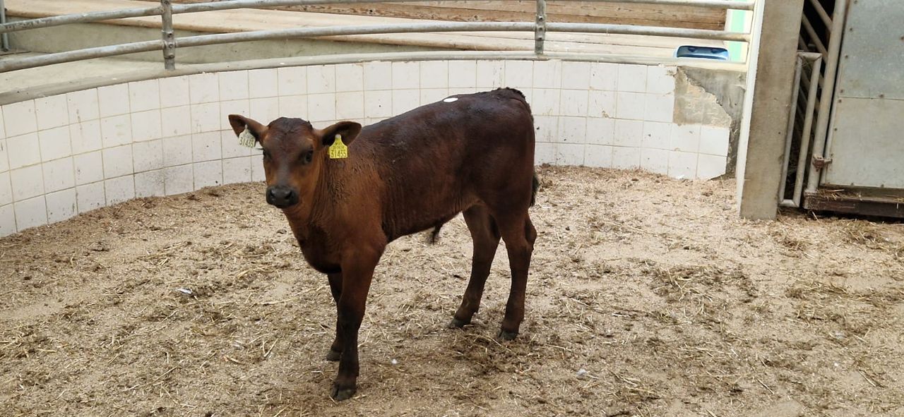 Sale of 100 beef calves now worth over €30,000 to dairy farmers