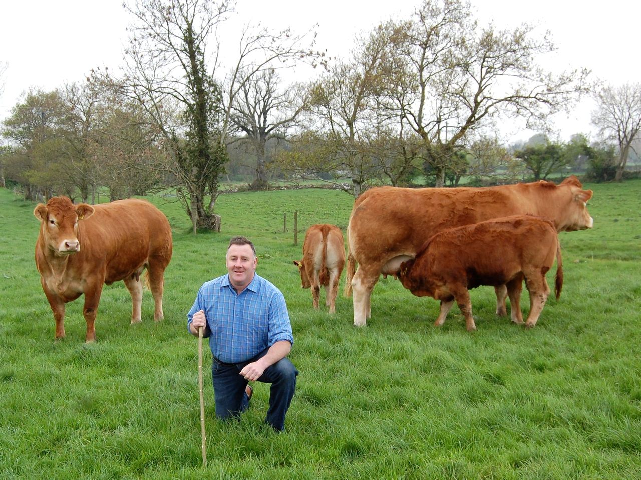 Co. Meath breeder elected to Limousin council