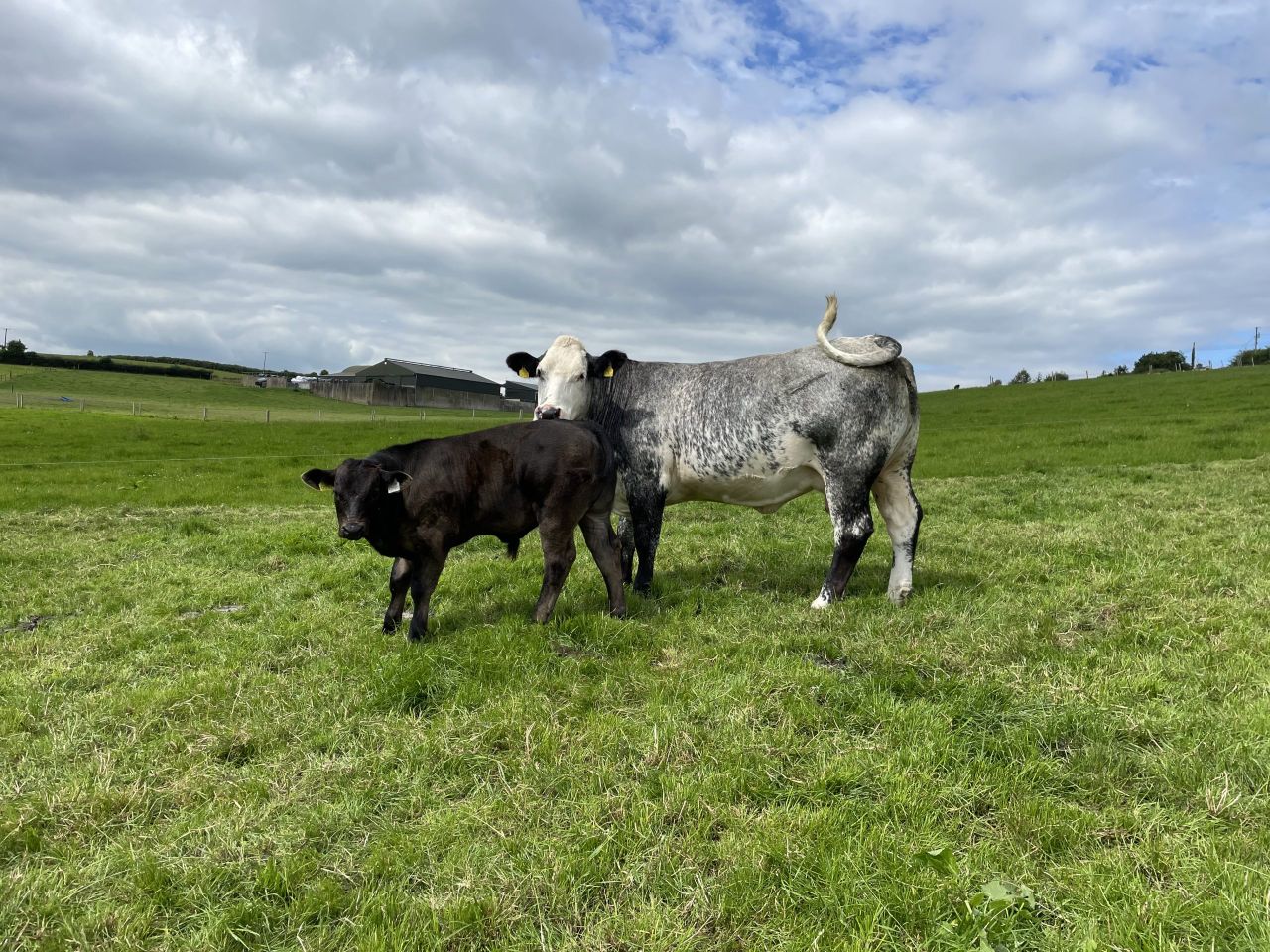 4,600 herds, 85,700 cows gone from SCEP since inception