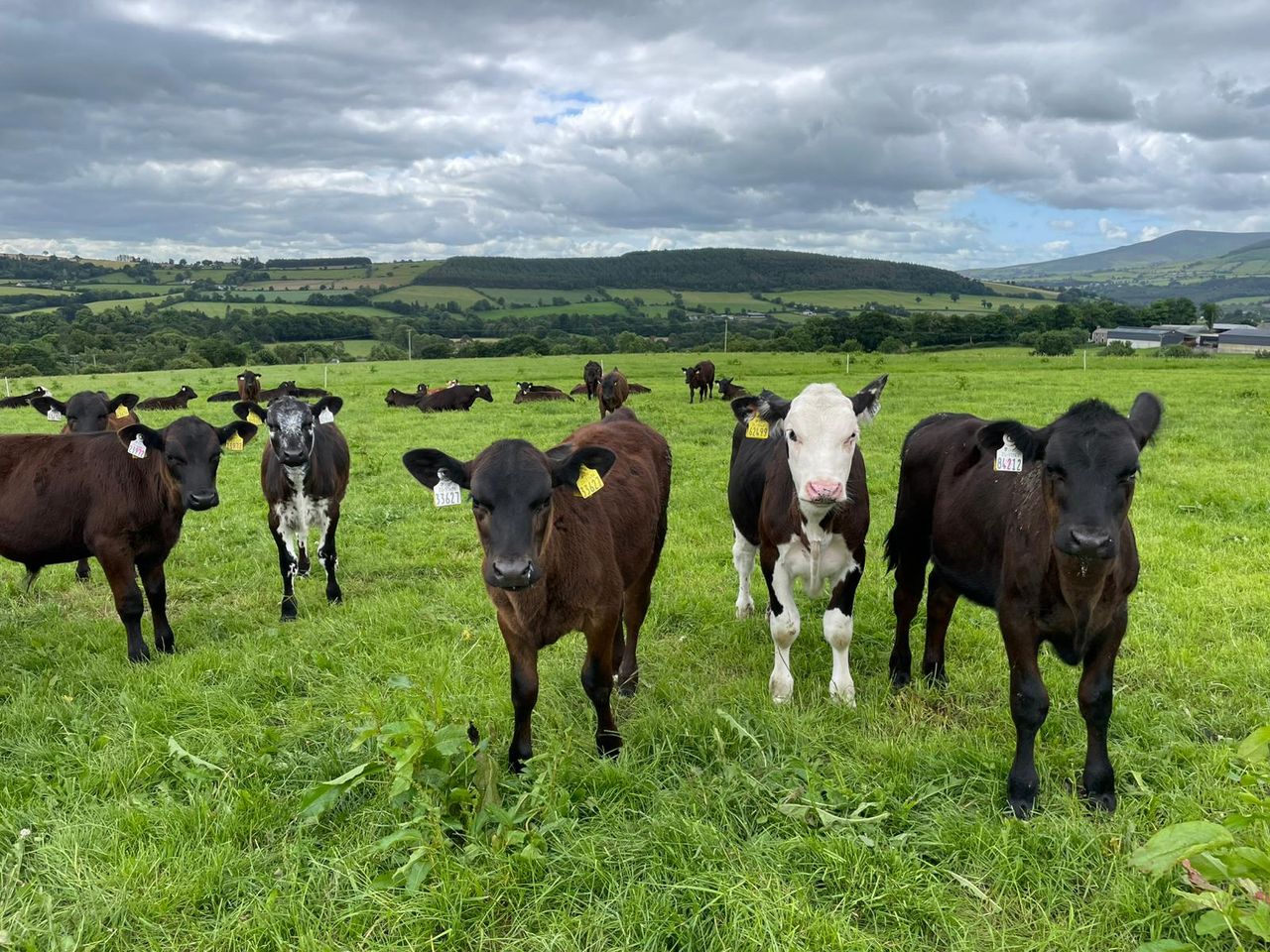 ABP Demo Farm: Key stats from calf-rearing 2025
