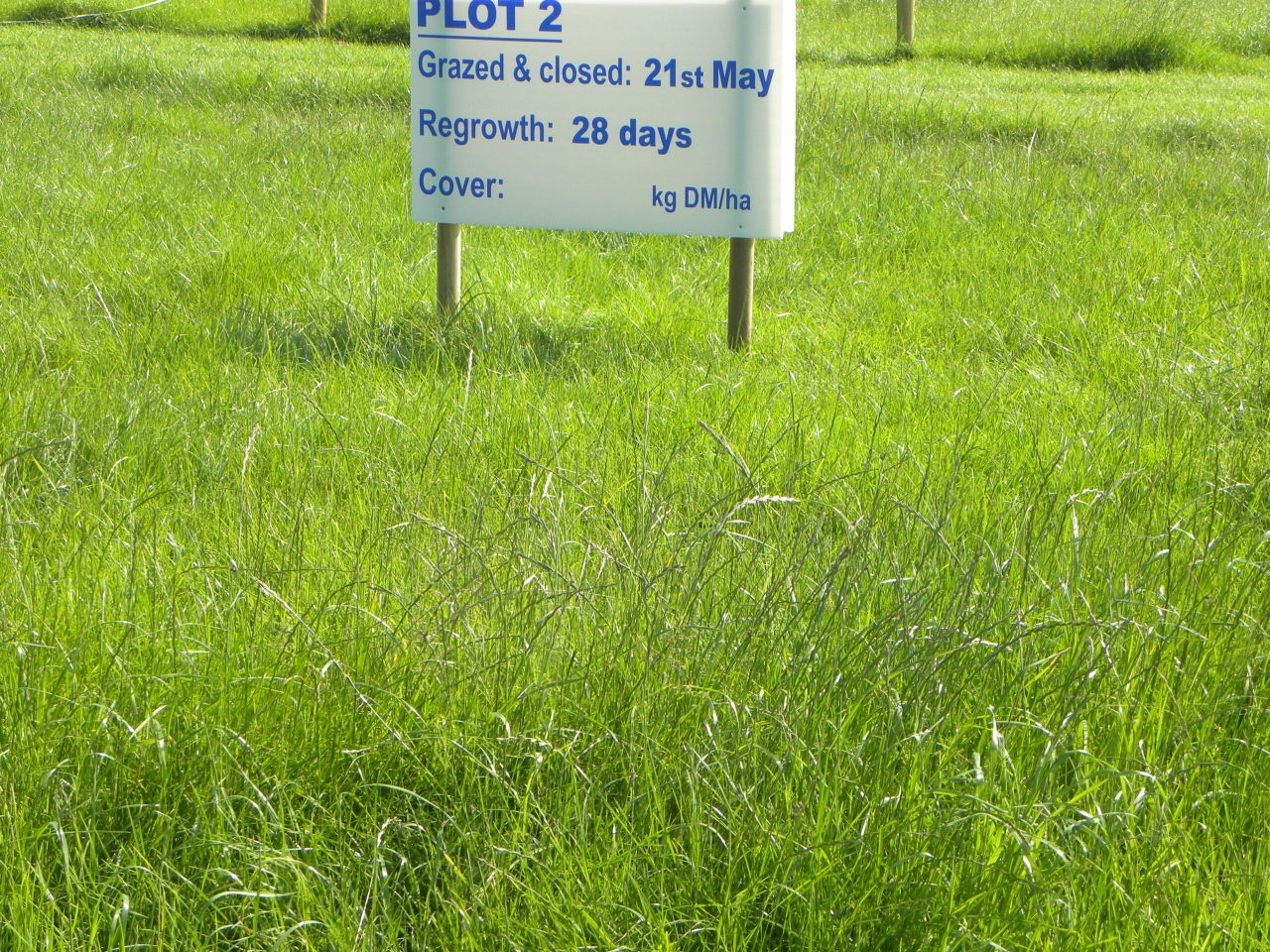 Grazing grass to the right height