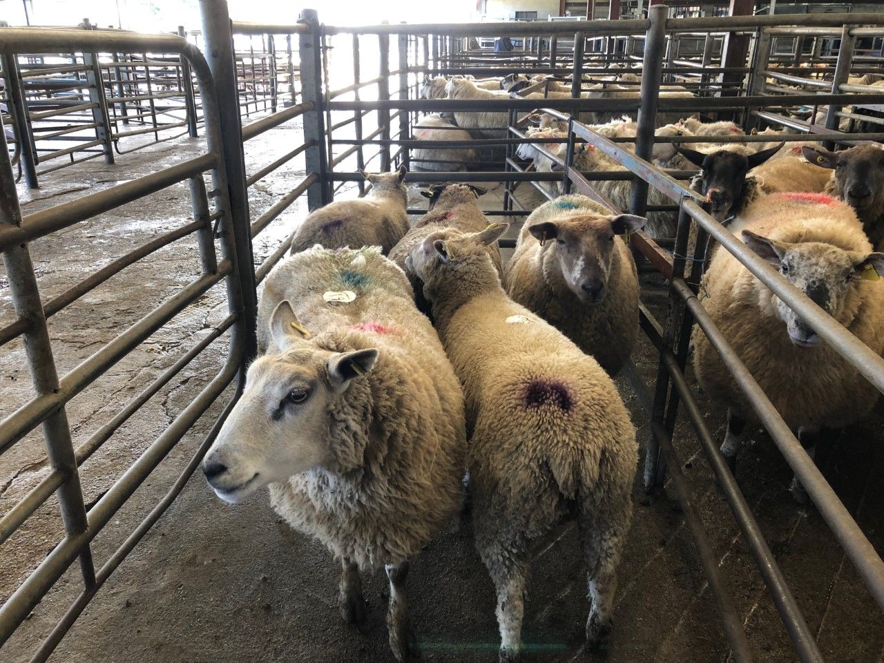 Sheep marts: Well-fleshed hoggets back €10/head in some marts