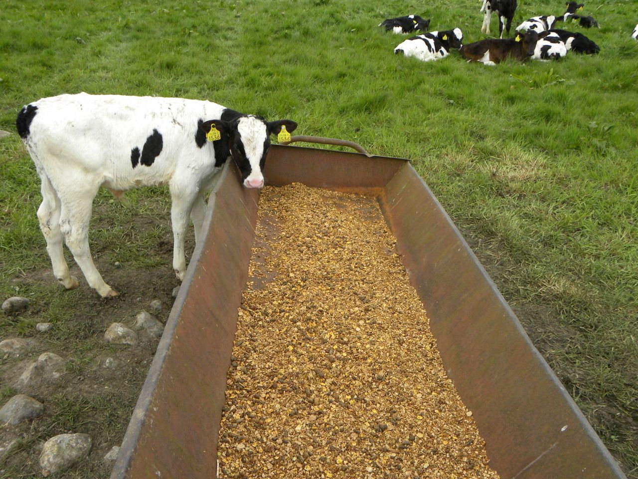 Grain trade association: Meal rationing not on the cards yet
