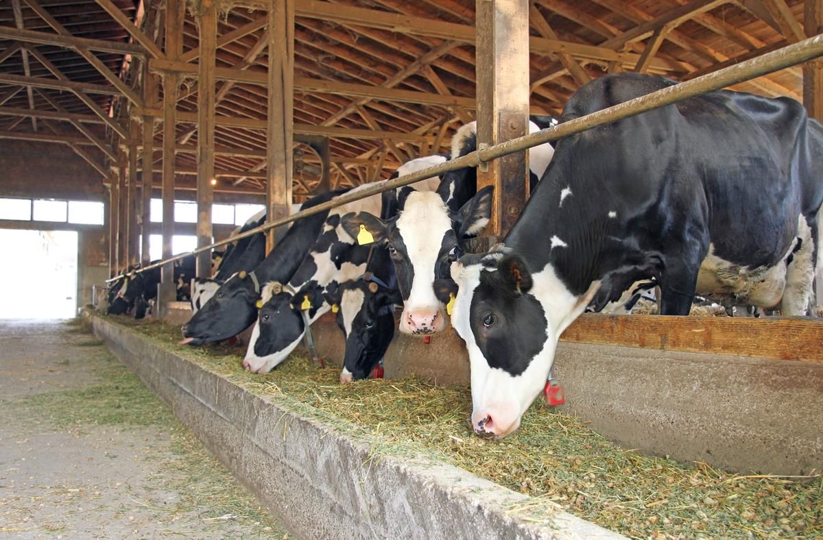 Australian dairy farmers to receive €357m in support